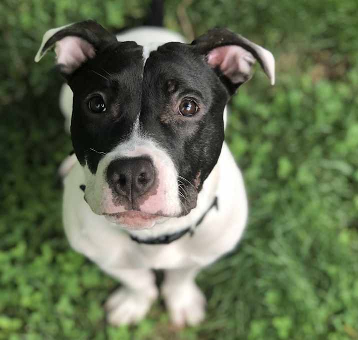 Photo of Alfie (in foster)