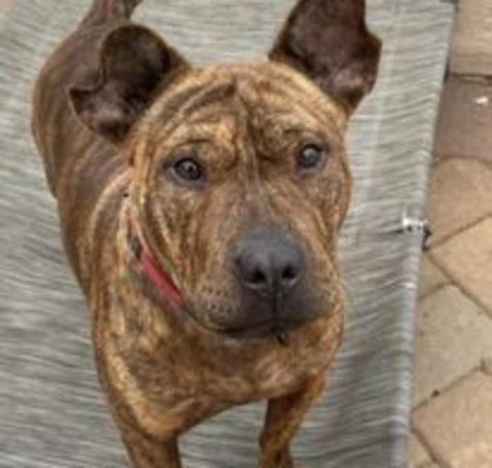 Photo of Butterscotch