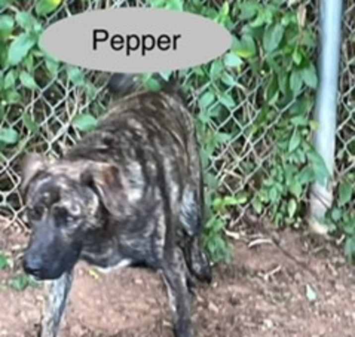 Photo of Pepper