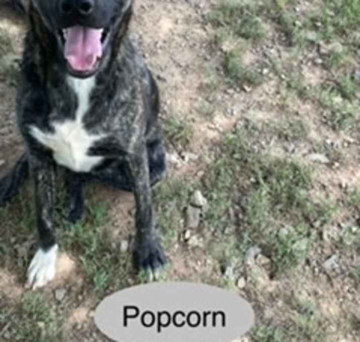 Photo of Popcorn