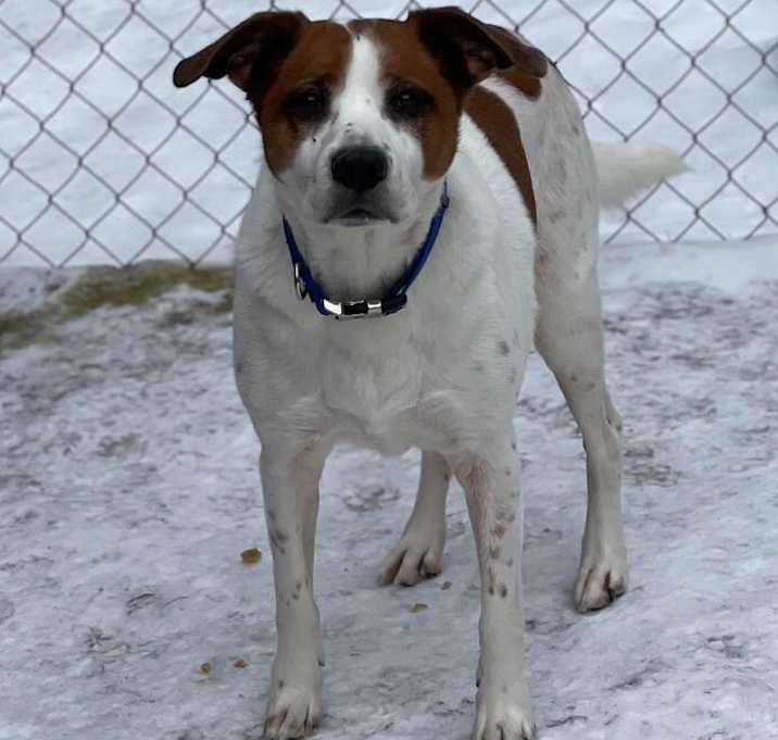 Photo of A Senior Mixed Breed Male