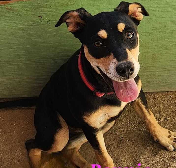 Photo of Bonnie