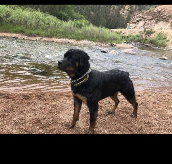 Photo of Rocky