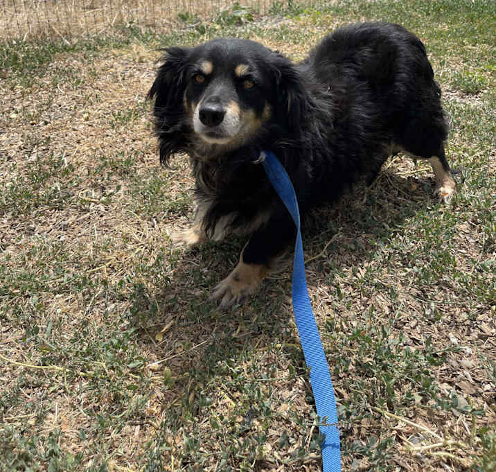 Photo of Blackie