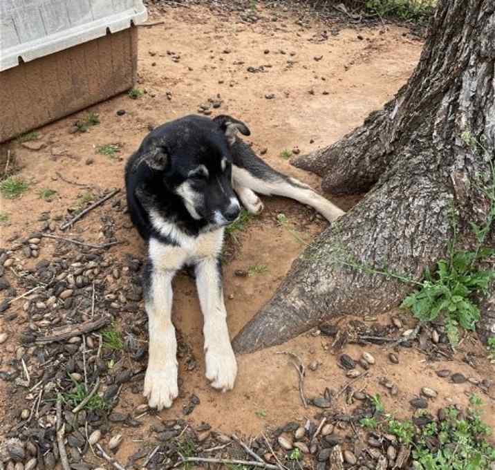 Photo of Pup Shai