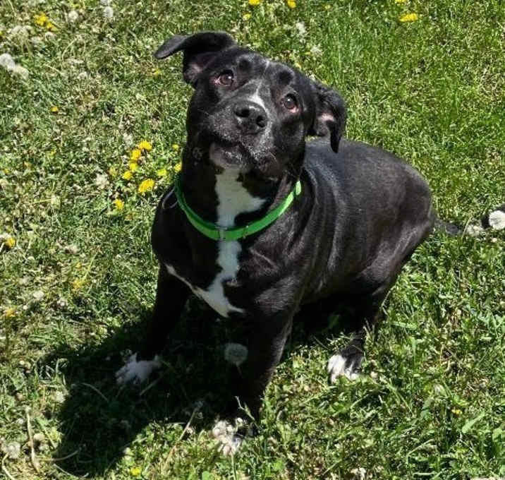 Photo of Chowder