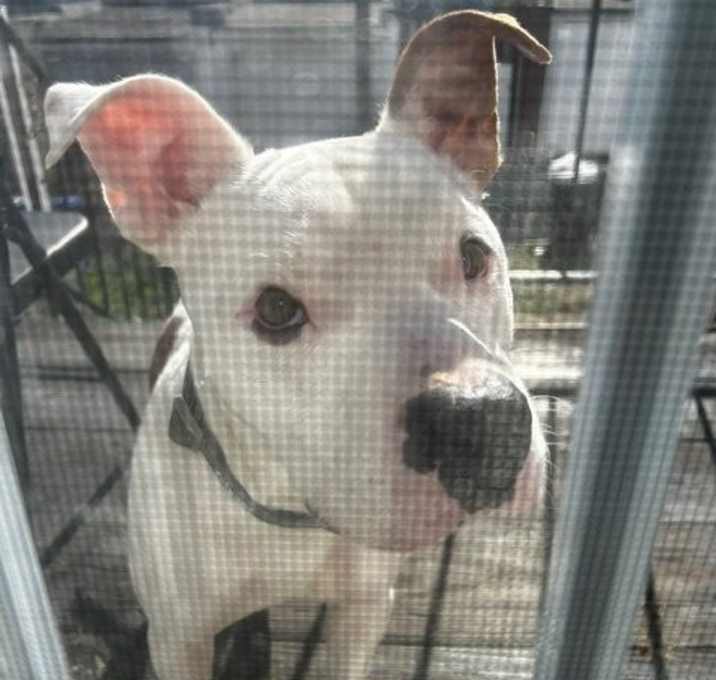 Photo of BARON/LEGEND (COURTESY POST)