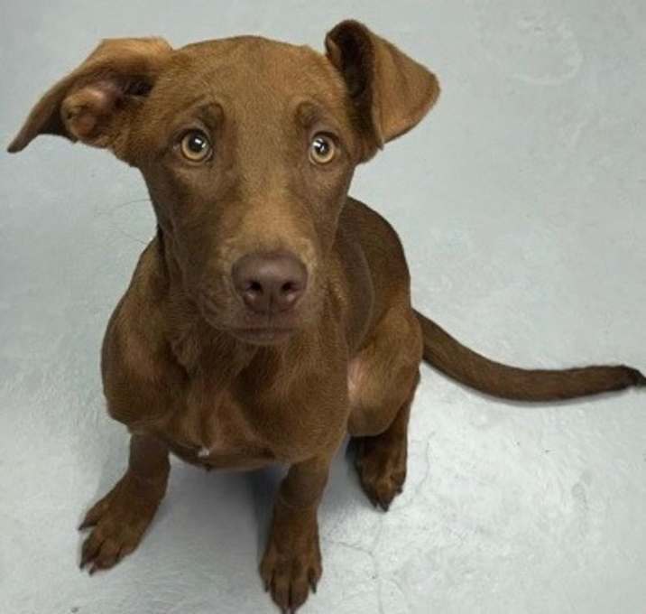 Photo of Brandy