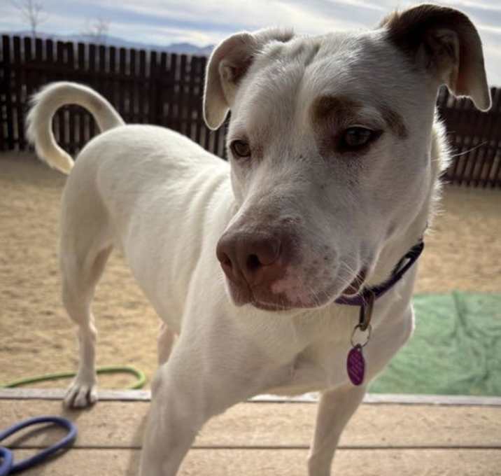Photo of Stella