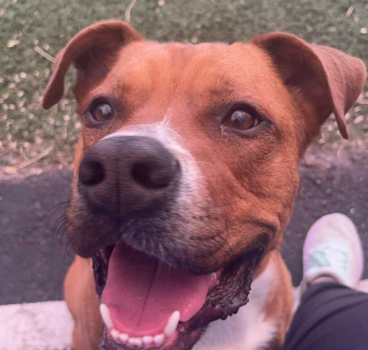 Photo of Scrappy