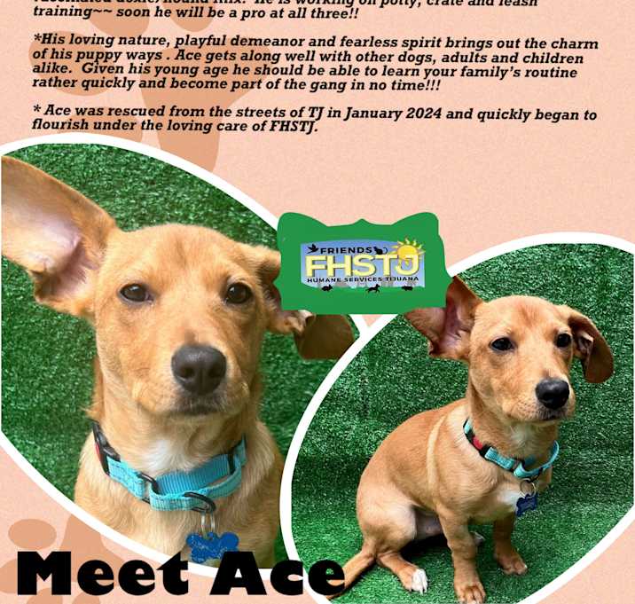 Photo of Ace