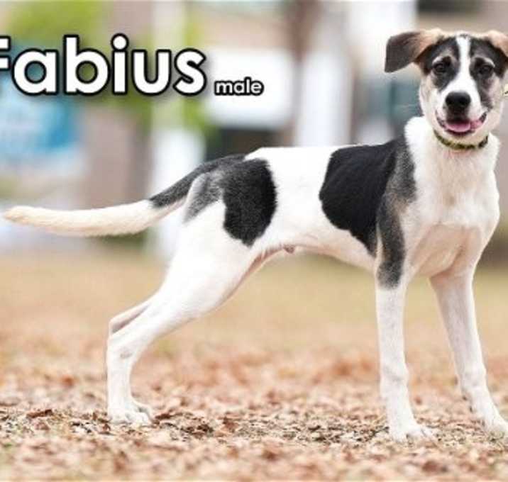 Photo of Fabius from Taiwan