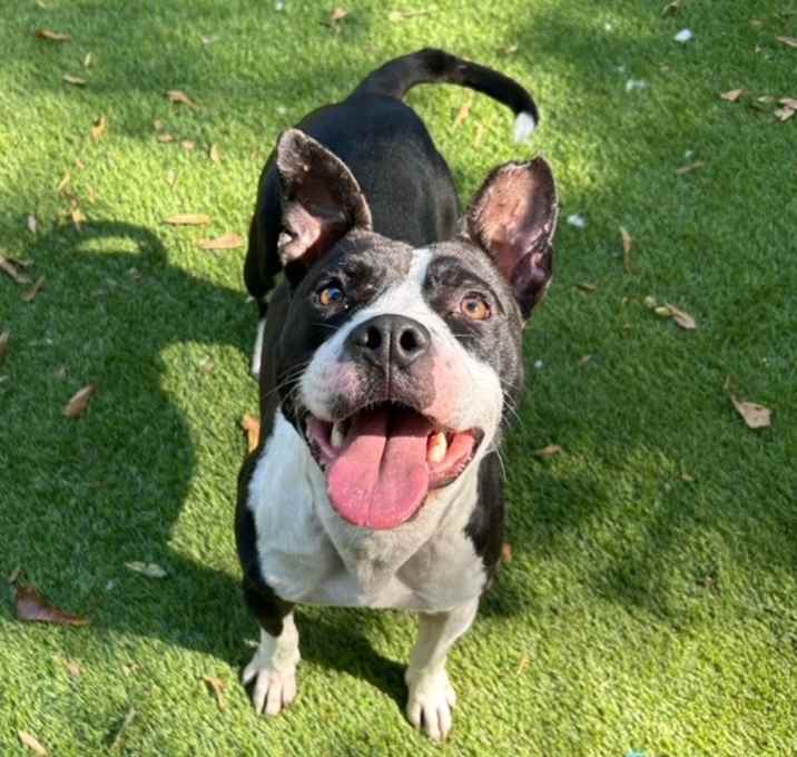 Photo of Beetlejuice  A047632