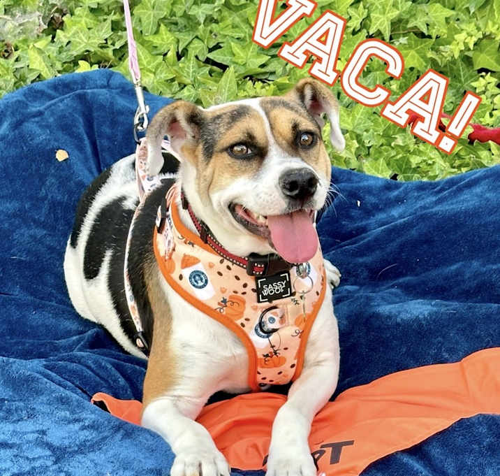 Photo of Vaca