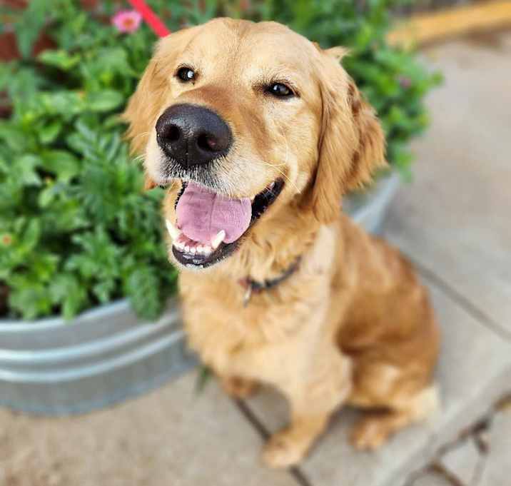 Photo of Lilly Golden