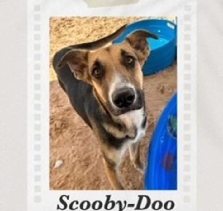 Photo of Scooby-Doo