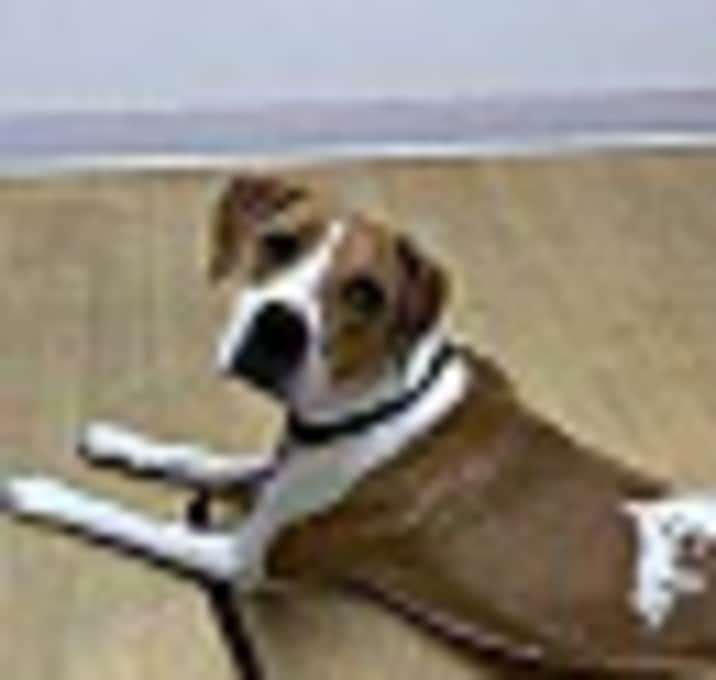 Photo of DIXIE