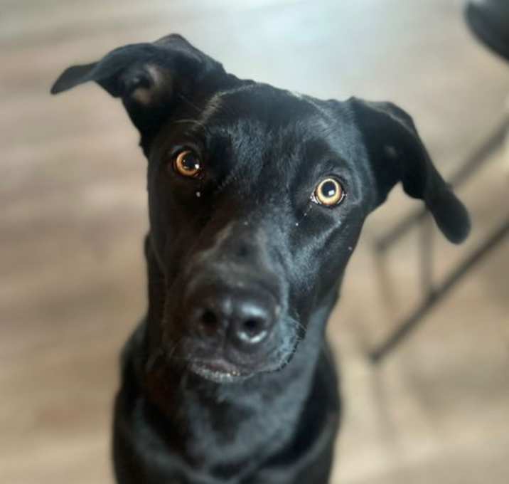 Photo of Bailey
