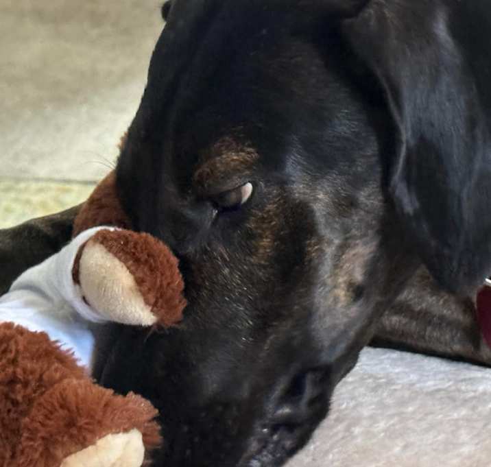 Photo of Shadow