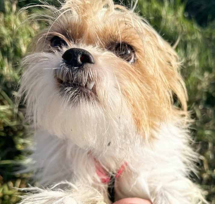 Photo of Daphne