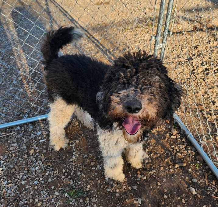 Photo of OreoDoodle