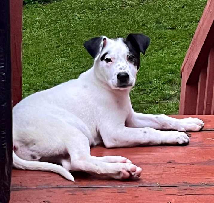 Photo of Roxy