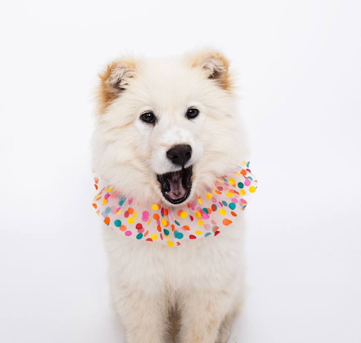 Photo of Latte