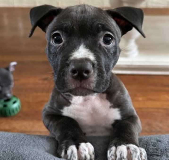 Photo of Maude