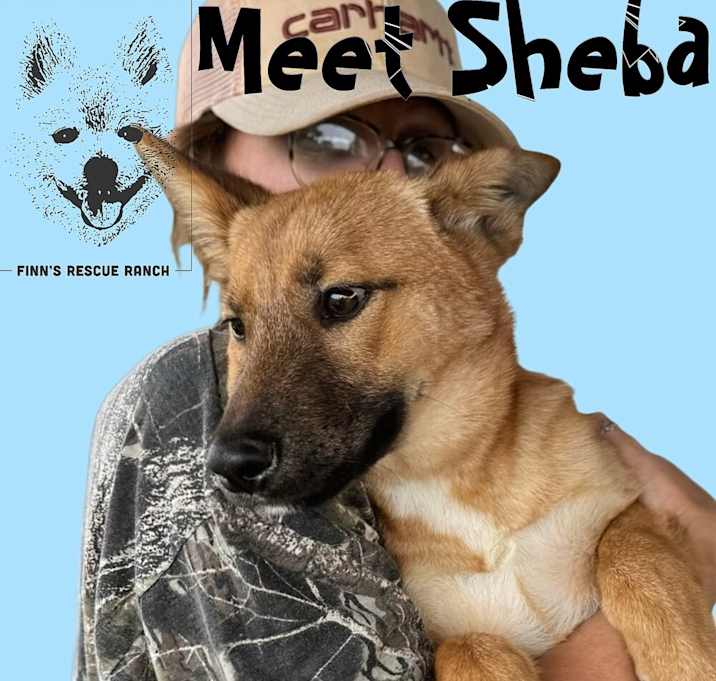 Photo of Shiba