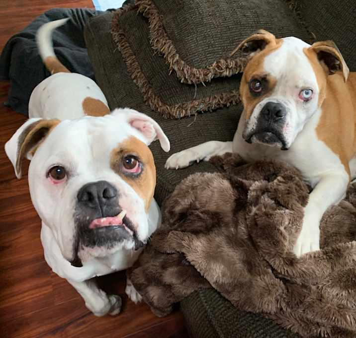 Photo of Adonis & Titan (OH) bonded