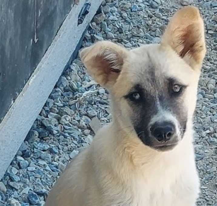 Photo of Sundae
