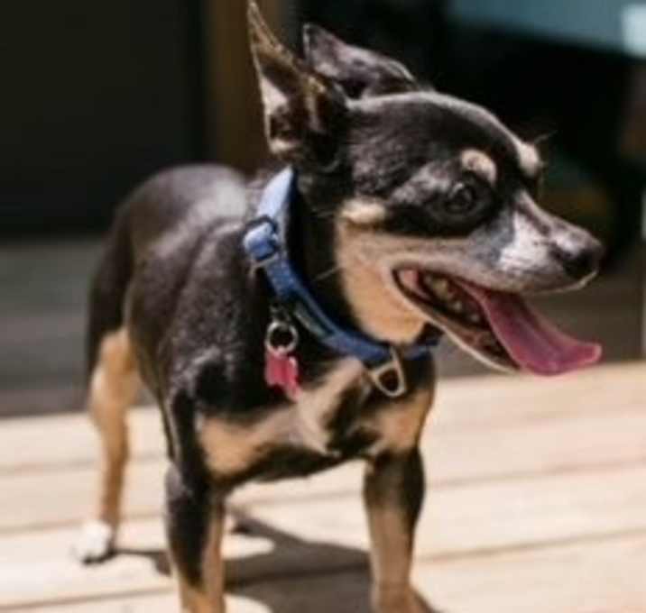 Photo of Tidbit