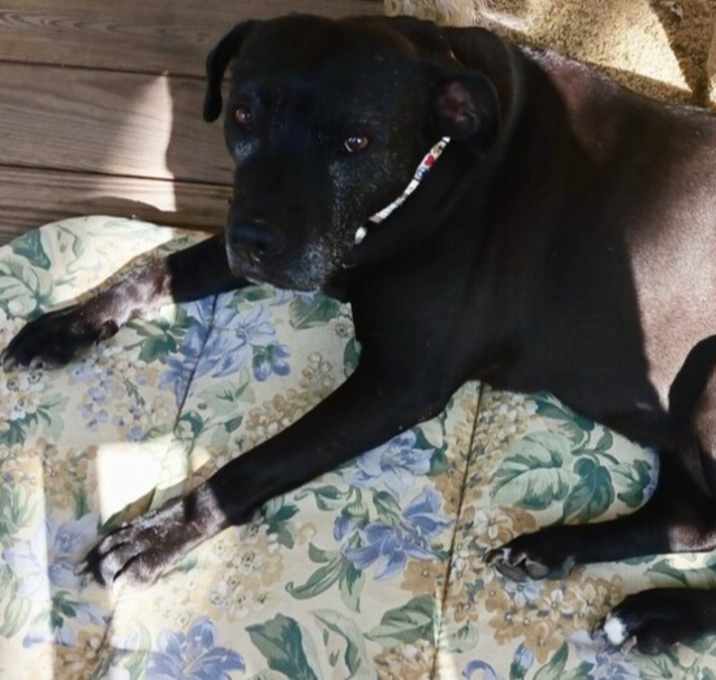 Photo of Bonnie (aka Maui)