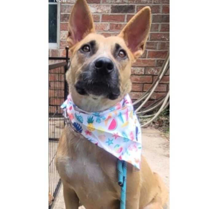 Photo of Luna (Mom of Luz puppy)