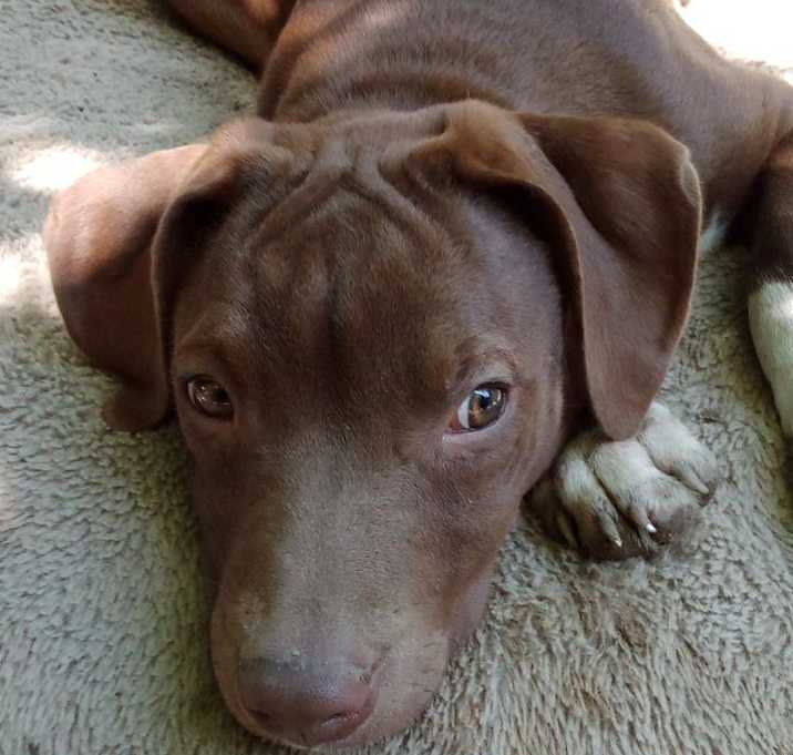 Photo of Marmaduke