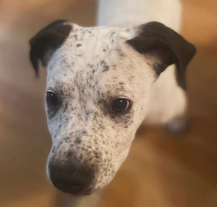 Photo of Reilly