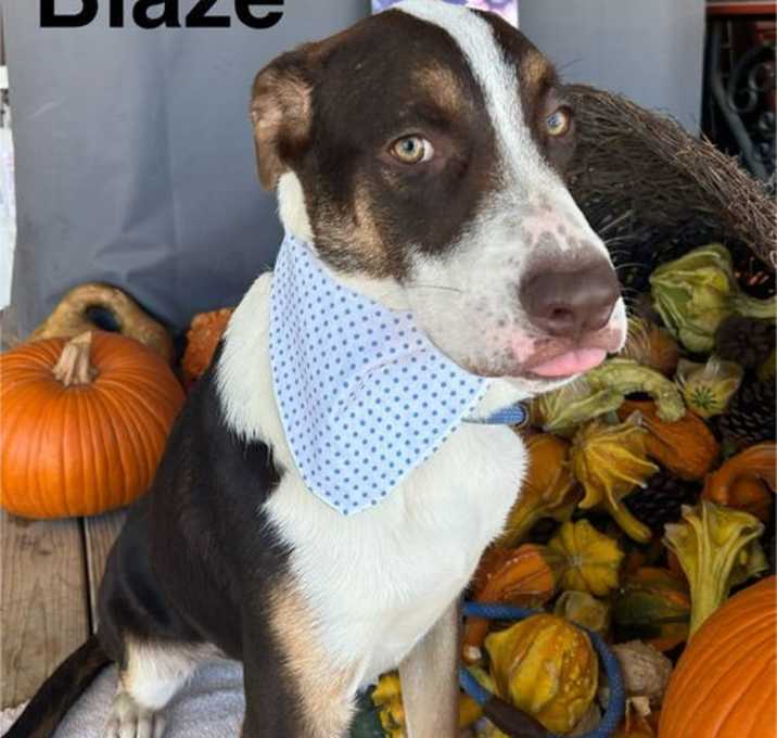 Photo of Blaze