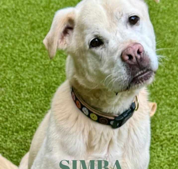 Photo of Simba