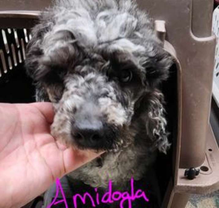 Photo of Annie (Amidogla)