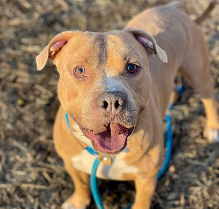 Photo of Cucumber - Adoption Pending!