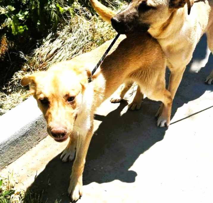 Photo of THE GOLDEN BOYS
