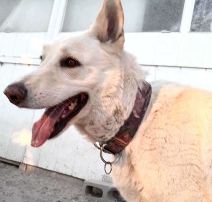 Photo of Rex