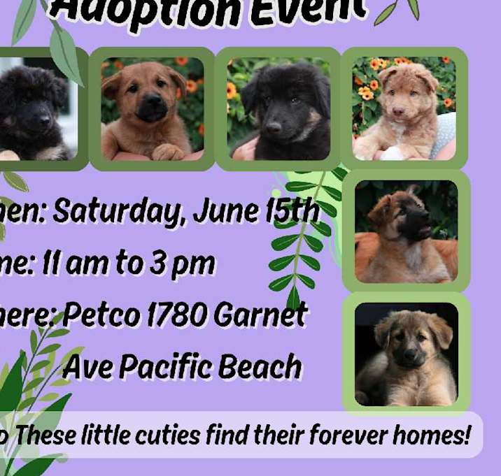 Photo of Amazing pups!Follow the litter