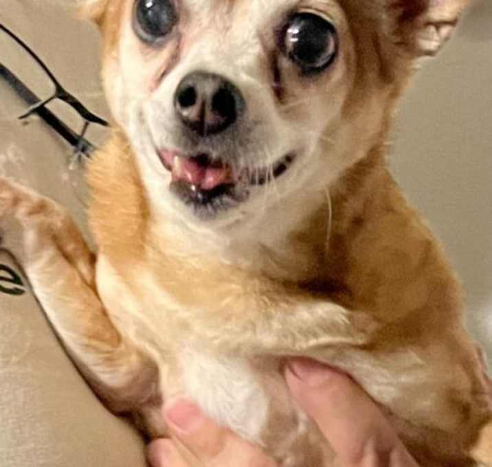 Photo of Honey Bella