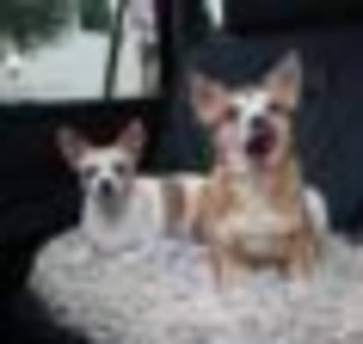Photo of Callie
