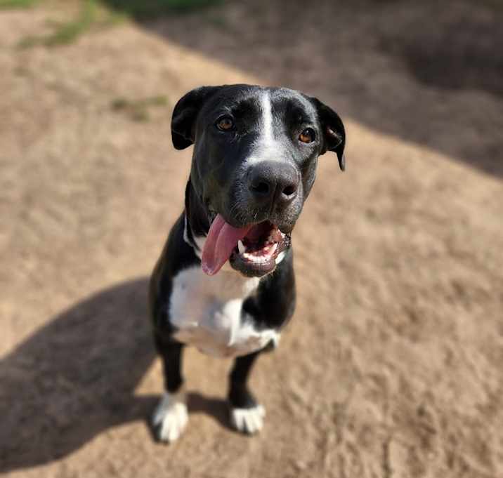 Photo of Rosie