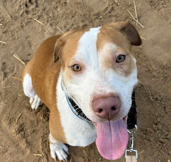Photo of Oliver