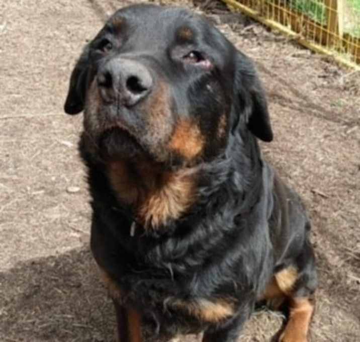 Photo of Tank