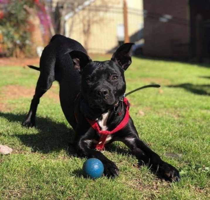 Photo of Bane