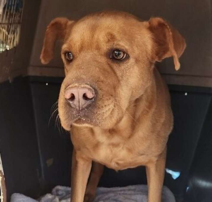 Photo of Butterscotch formerly Harley